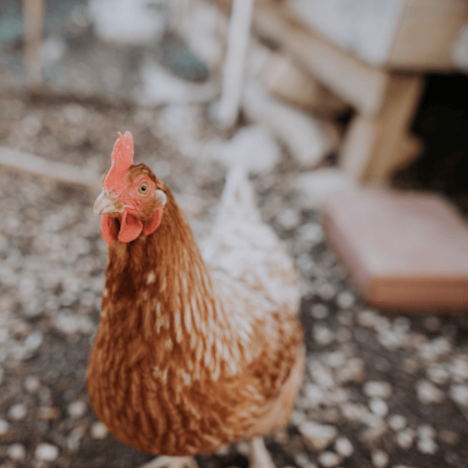 Jak pomáhat zvířatům, když nechcete (nemůžete) být vegetariánem
